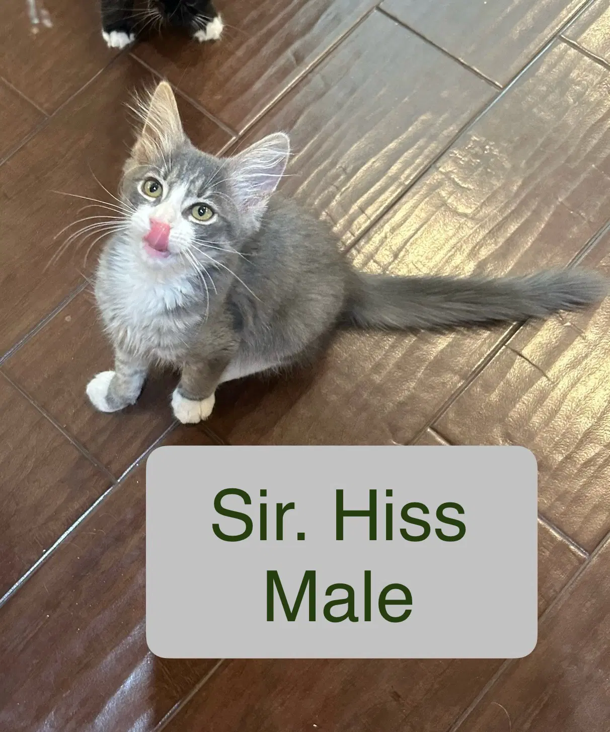 Sir Hiss - Domestic Medium Hair