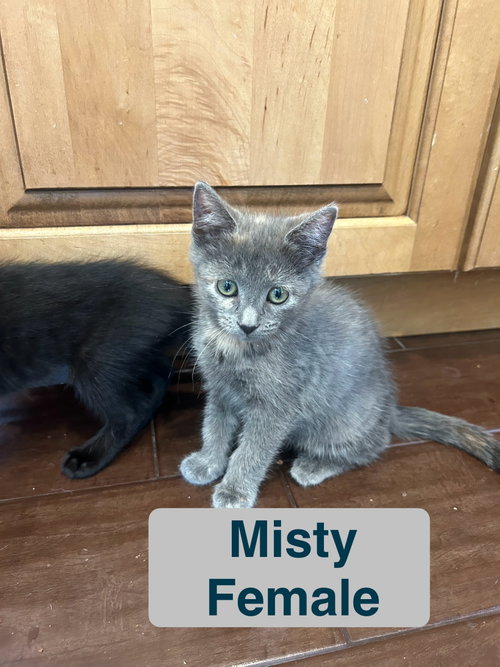 Misty