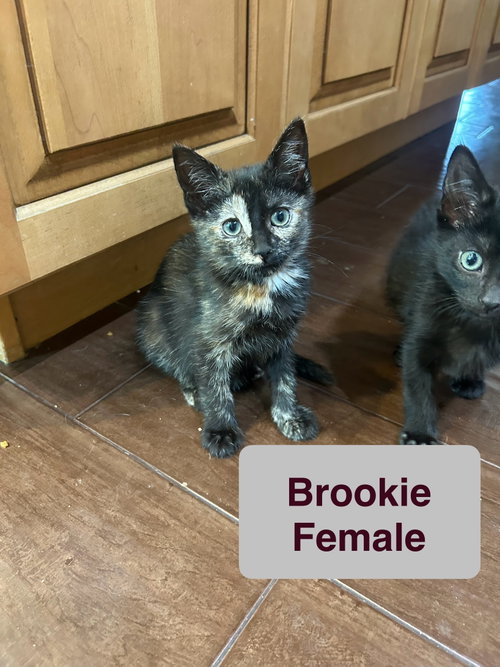 Brookie