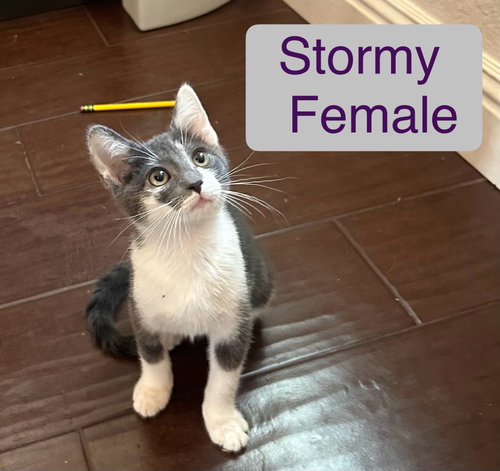 Stormy
