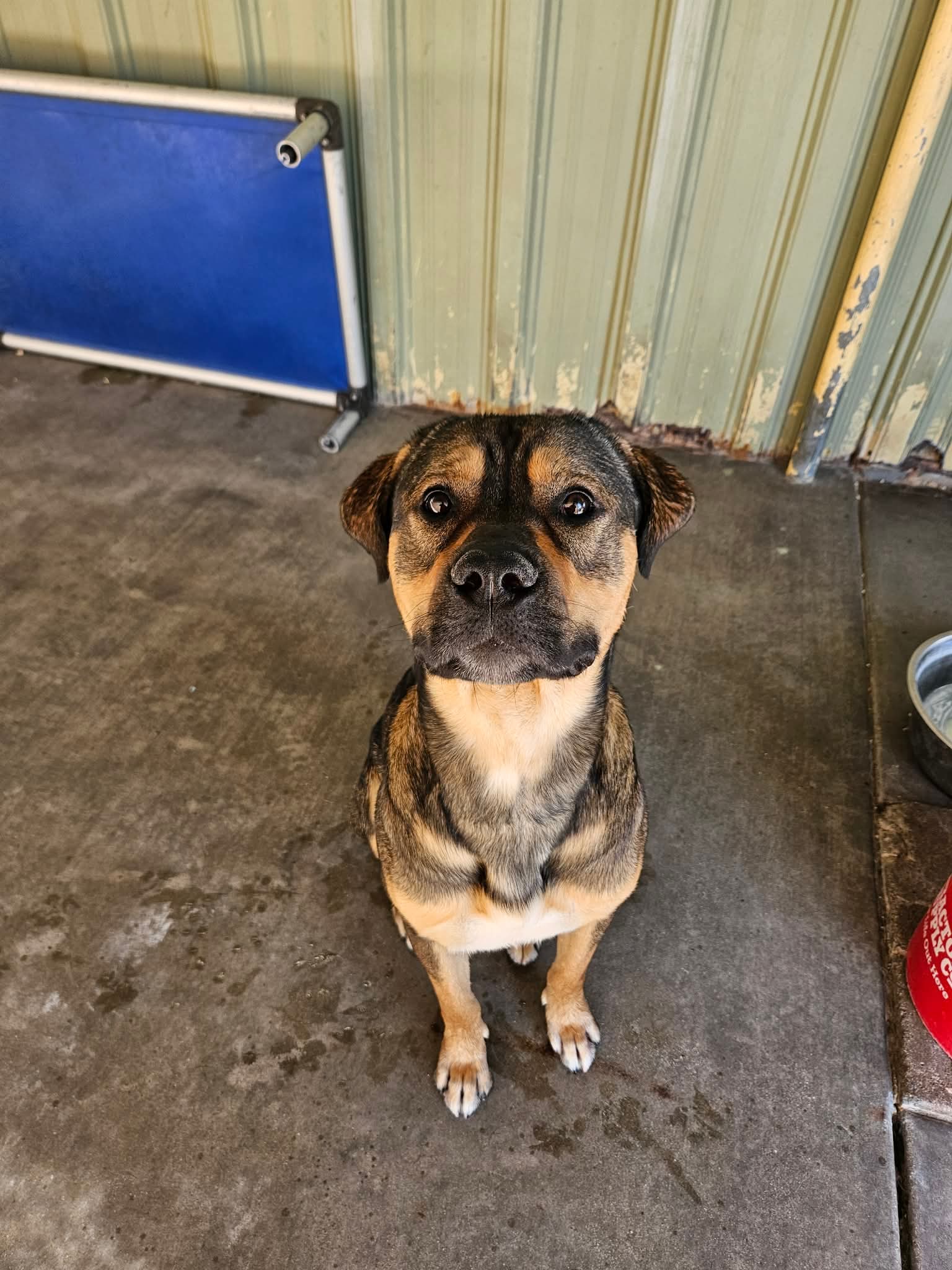Paul - Rottweiler