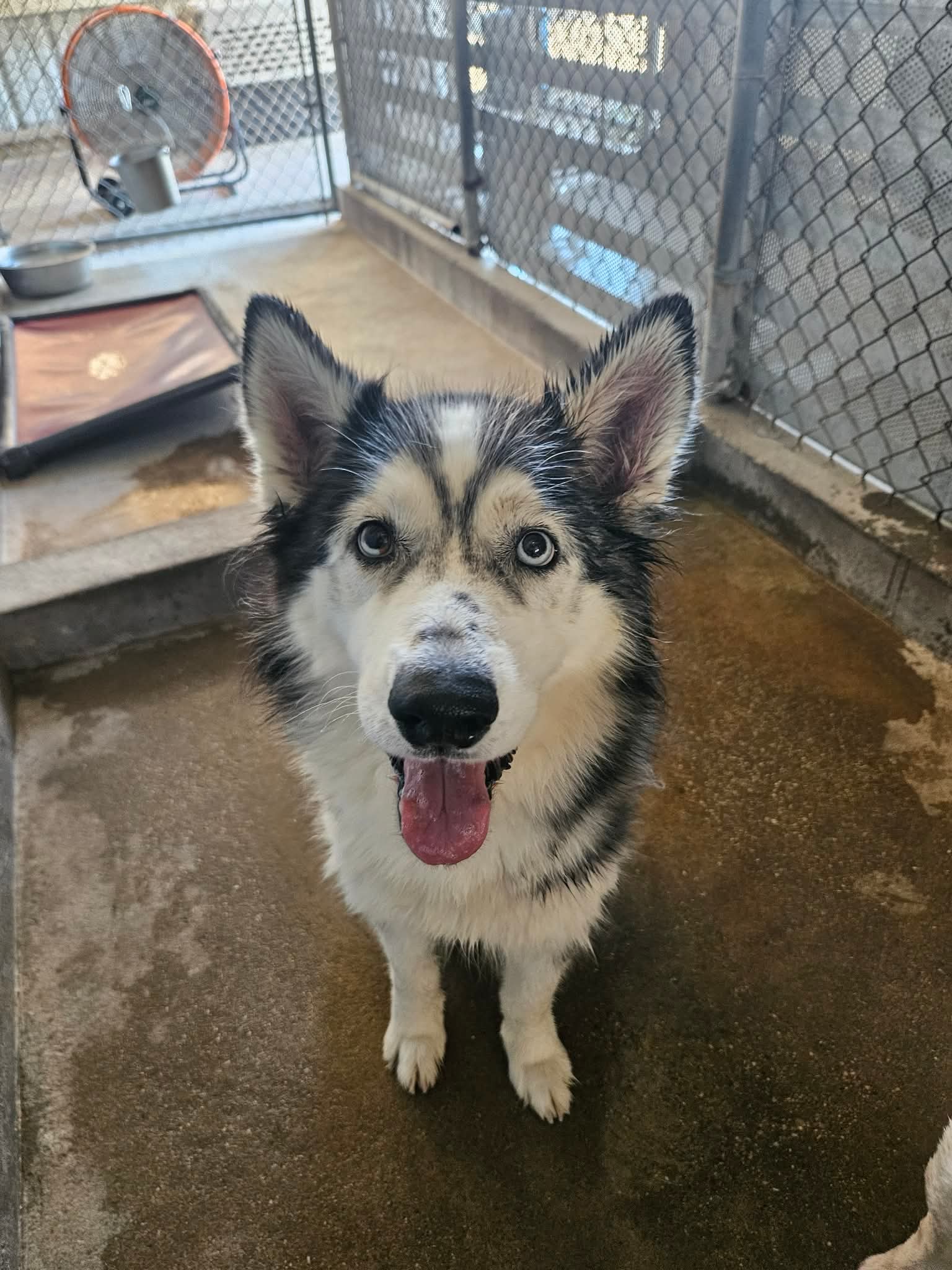 Trixie - Husky