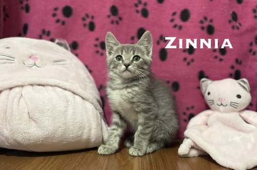Zinnia