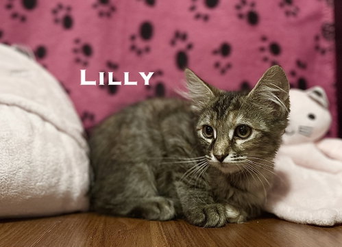 Lilly
