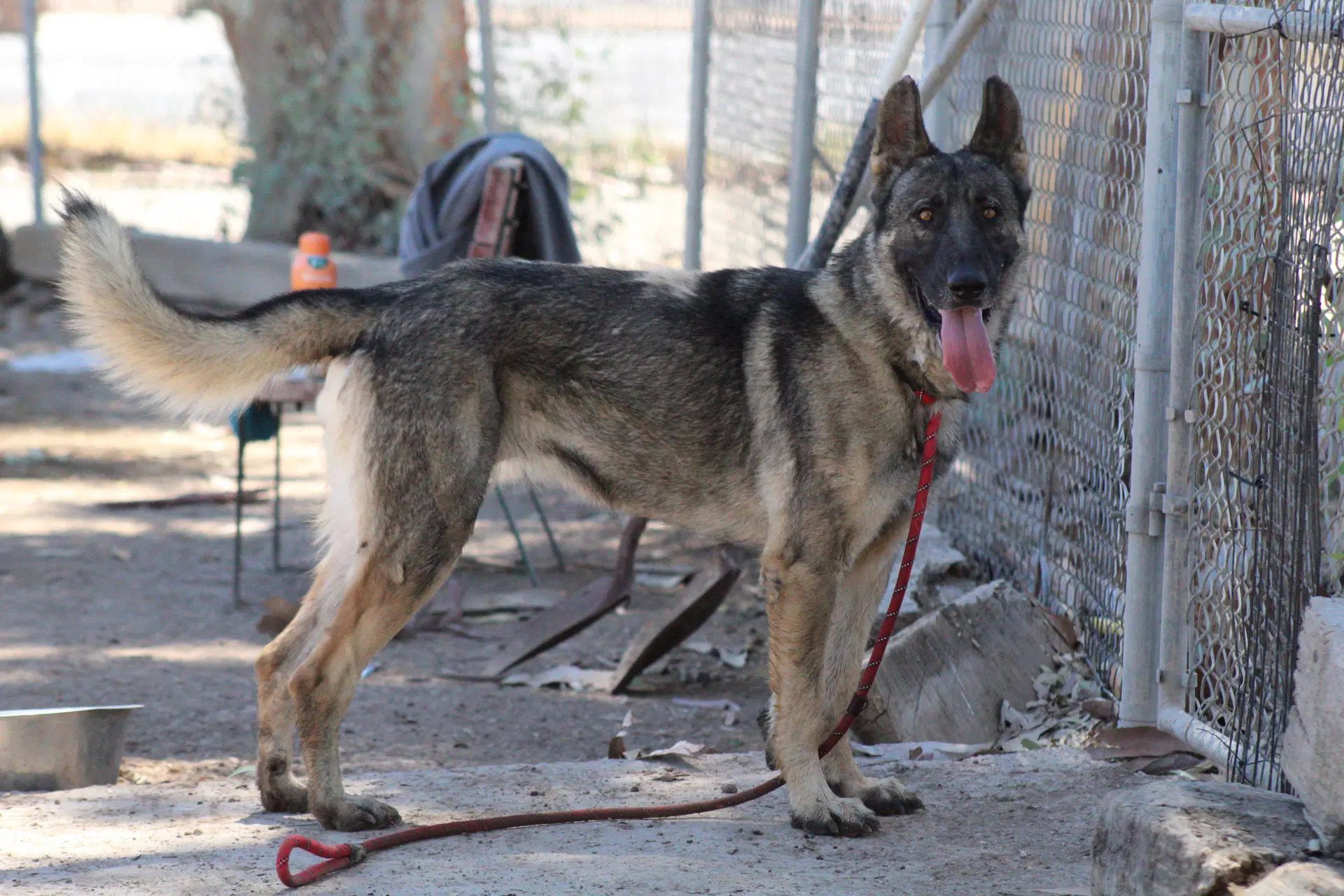 Brownie - German Shepherd Dog