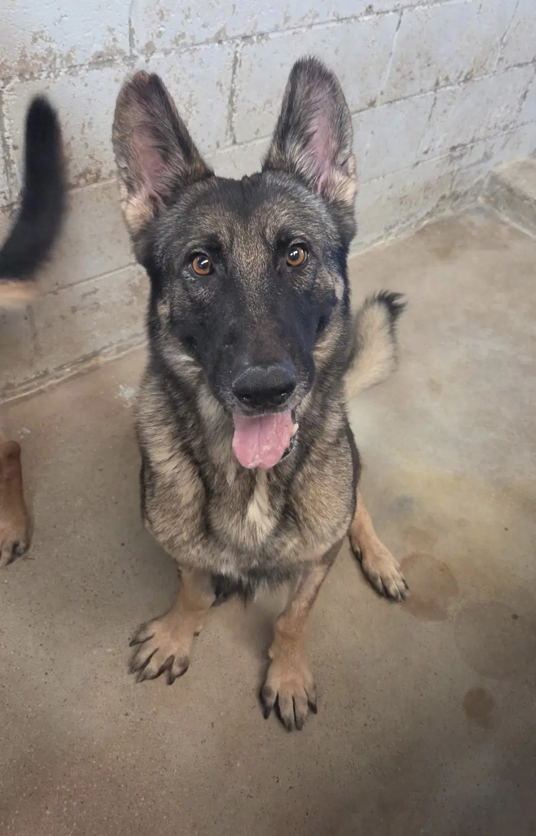 Brownie - German Shepherd Dog