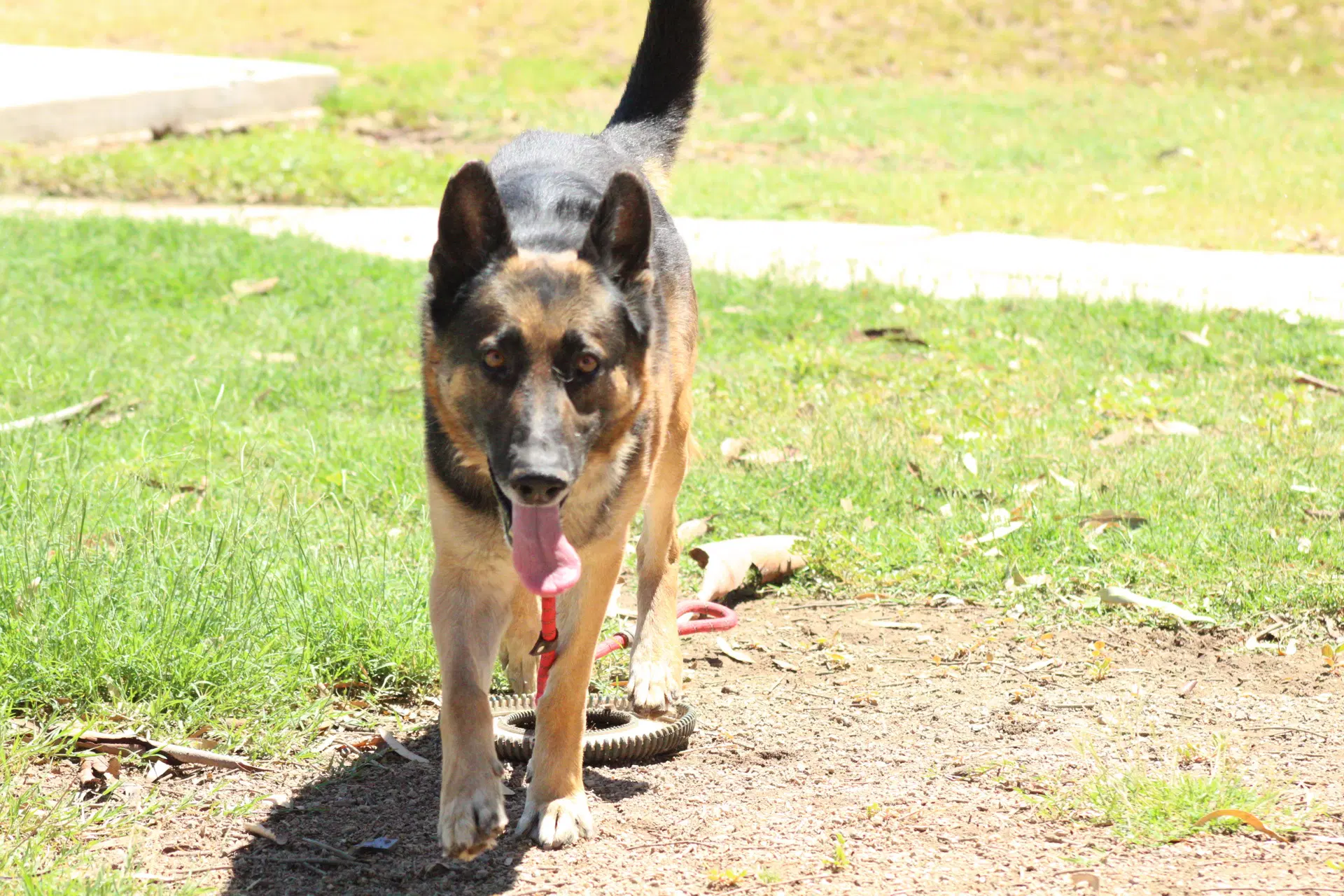 Oso - German Shepherd Dog