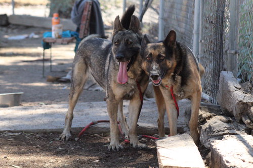 Oso, additional photo