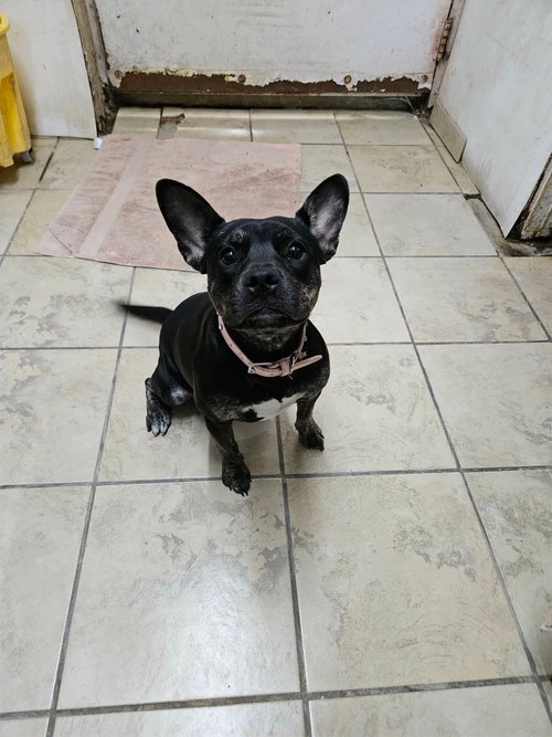picture of the dog needing adoption