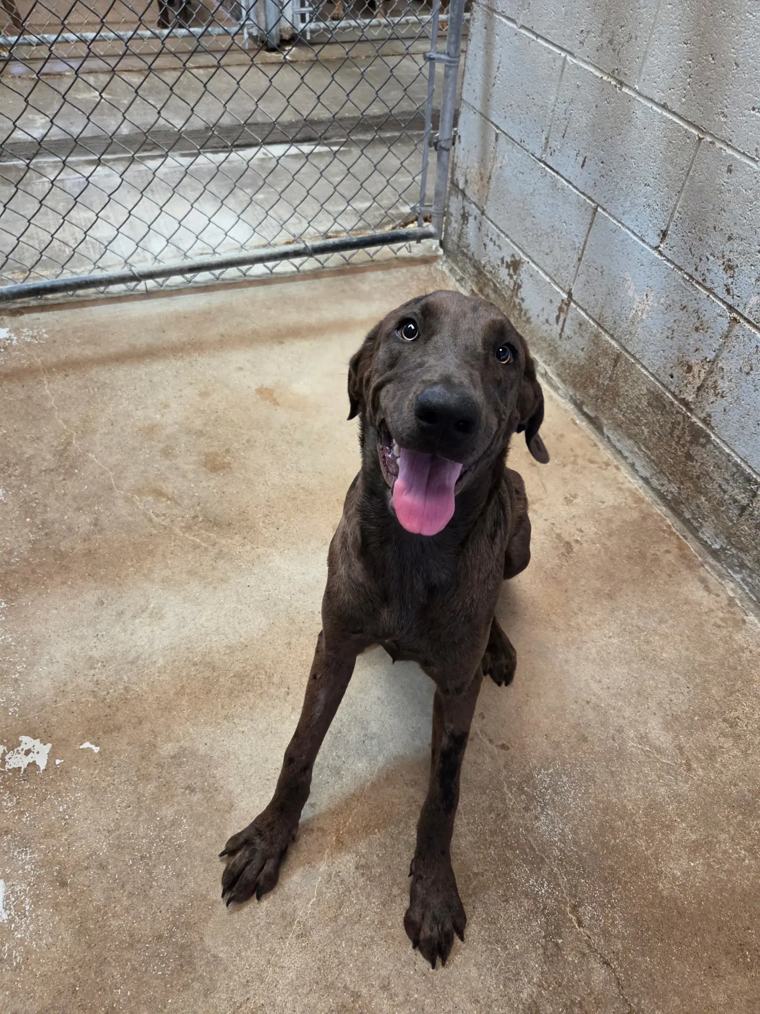 Freckles - Great Dane