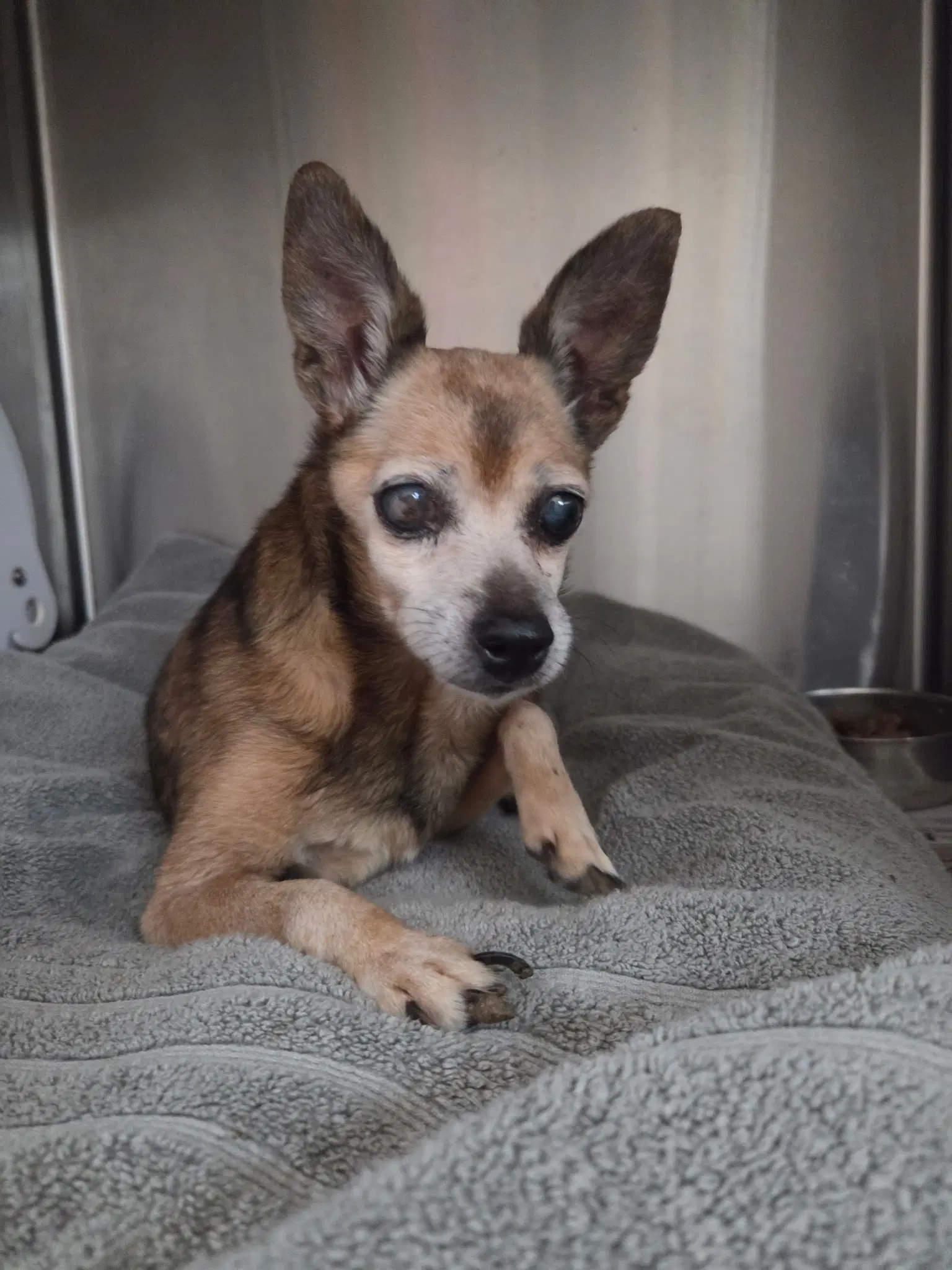 Carlita - Chihuahua