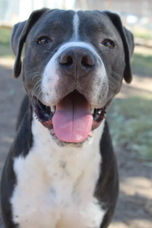 Pops - Pit Bull Terrier