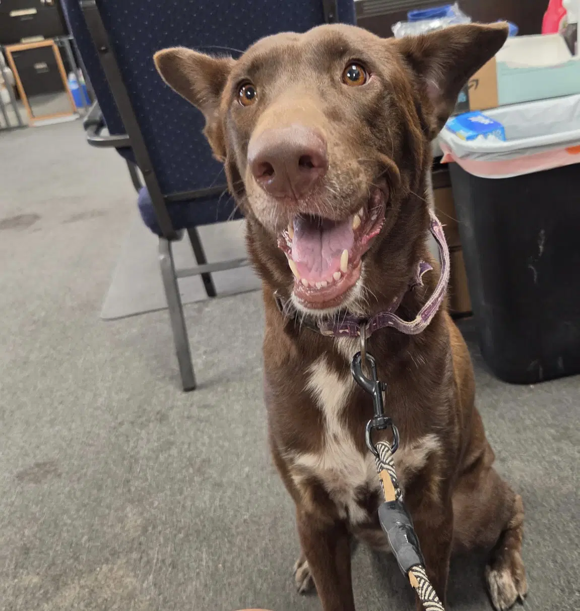 Mabel - Labrador Retriever