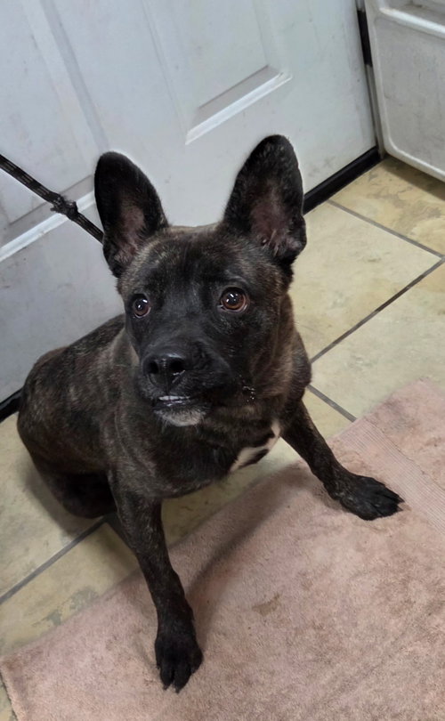 picture of the dog needing adoption