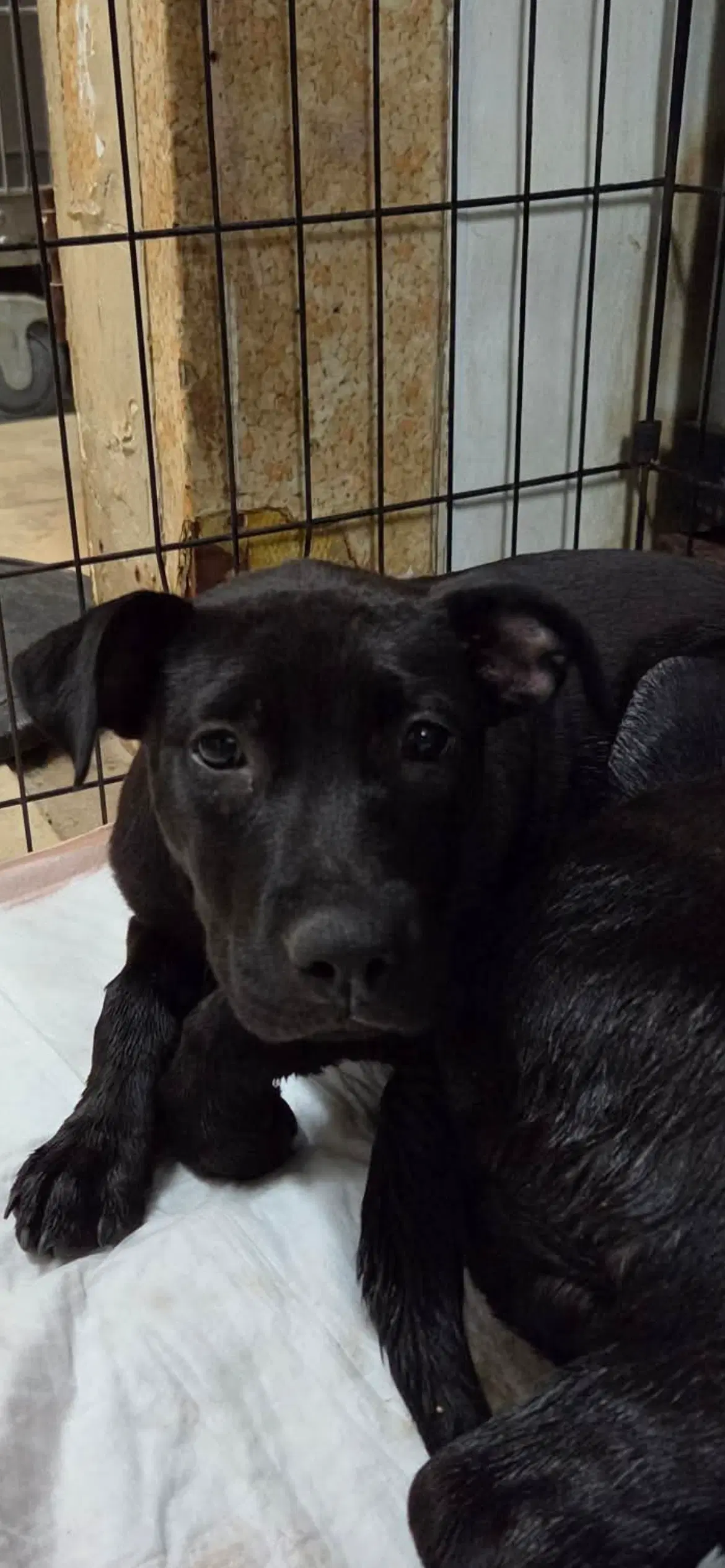 Meg - Pit Bull Terrier