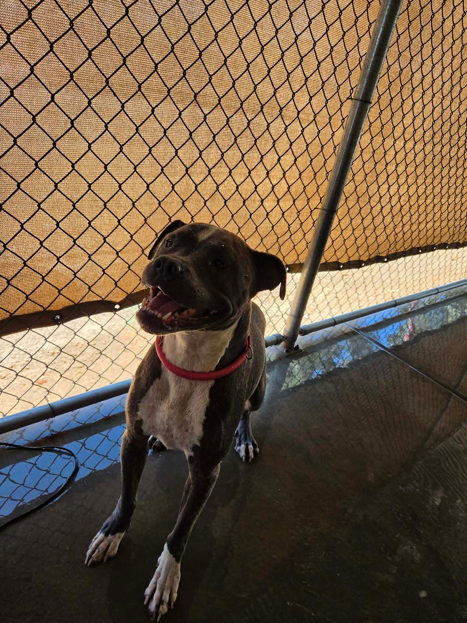 Wiggles - Pit Bull Terrier