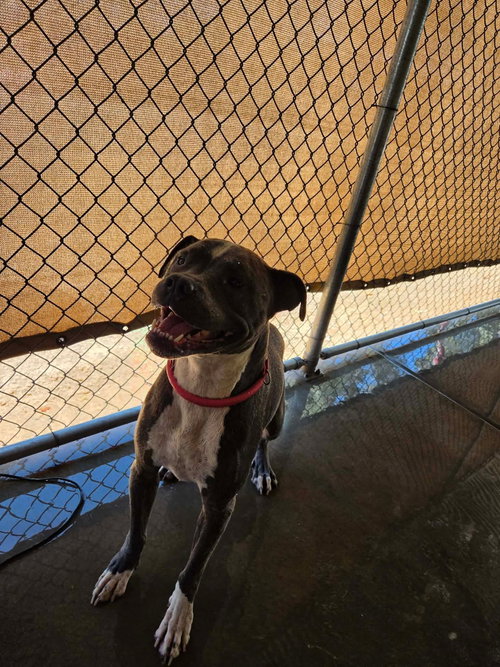 picture of the dog needing adoption