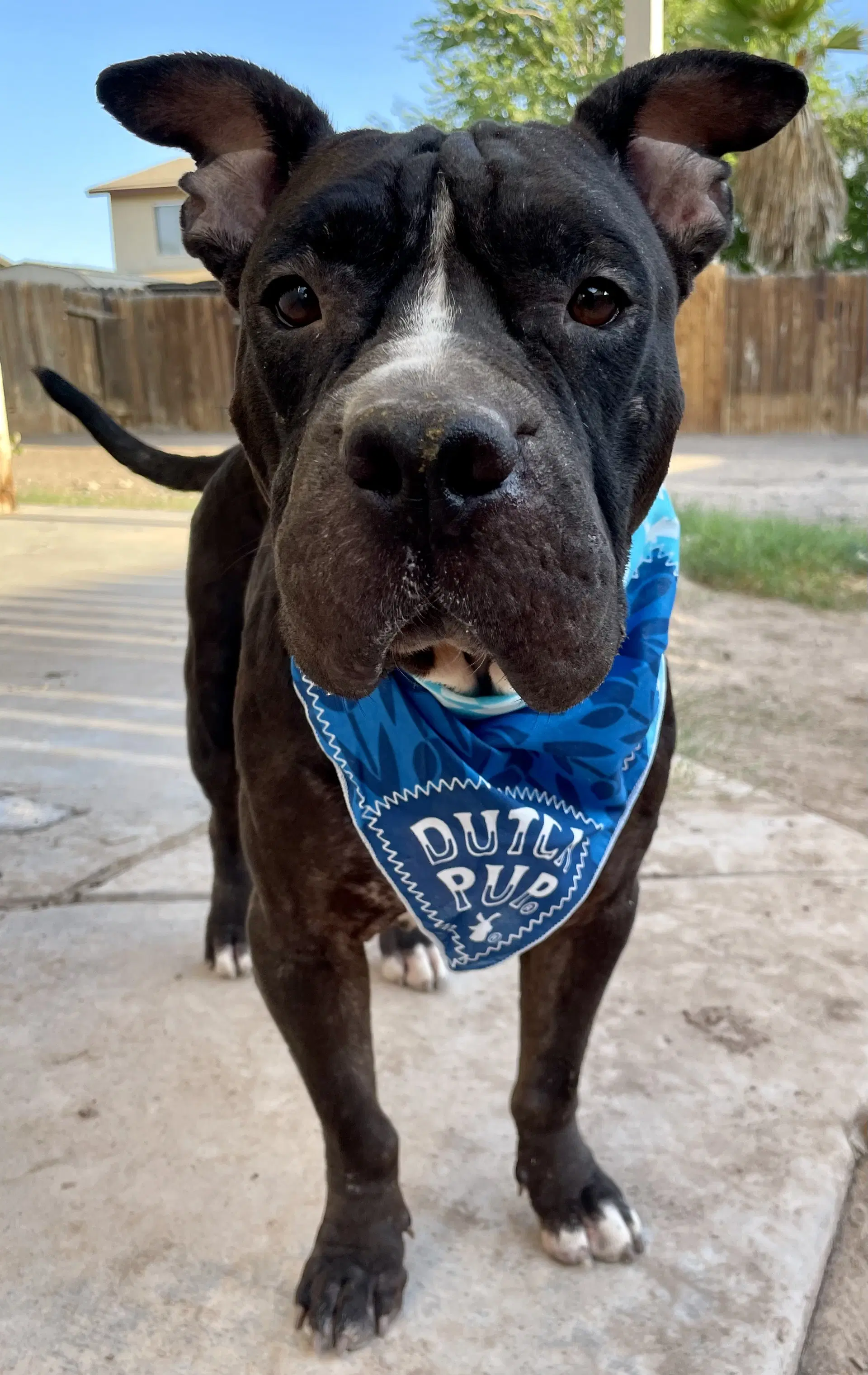Aquamarine - Shar Pei