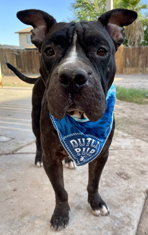 picture of the dog needing adoption