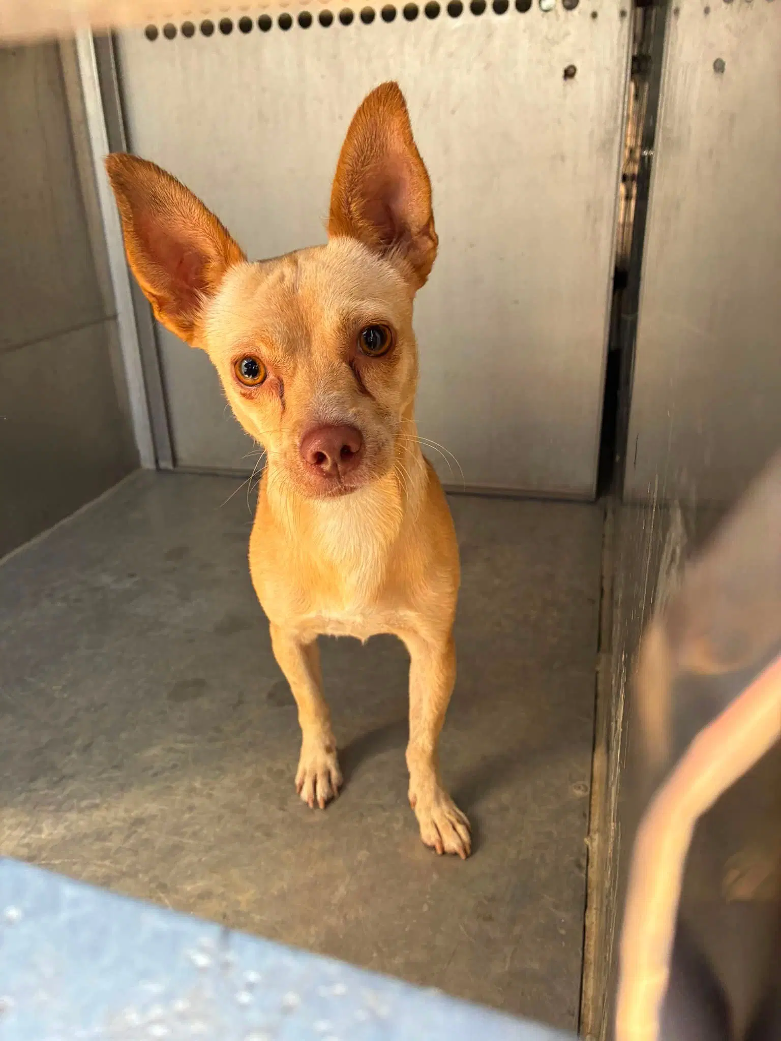 Miso - Chihuahua