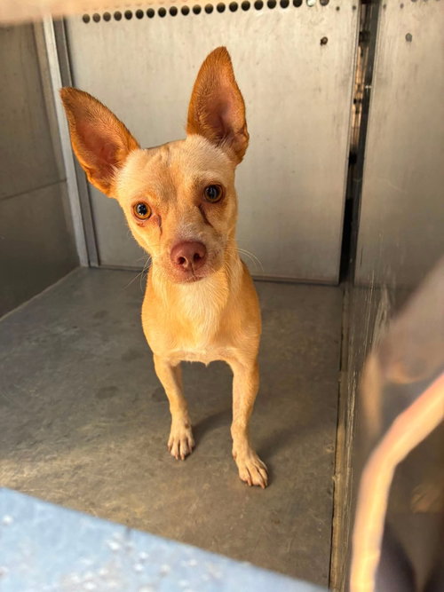 picture of the dog needing adoption