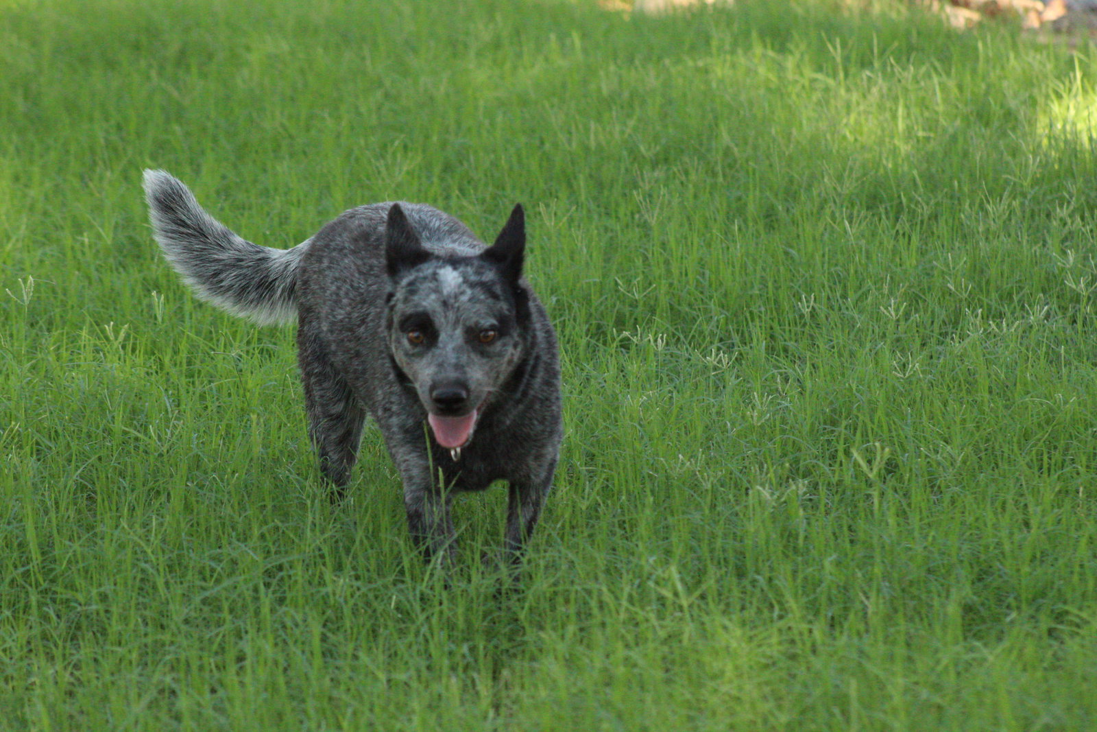 Tater, photo 2
