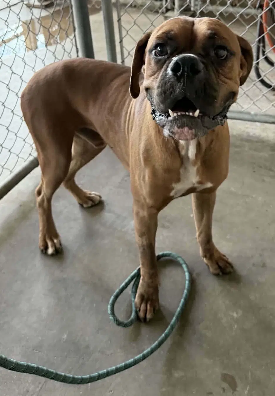 Tyson - Boxer