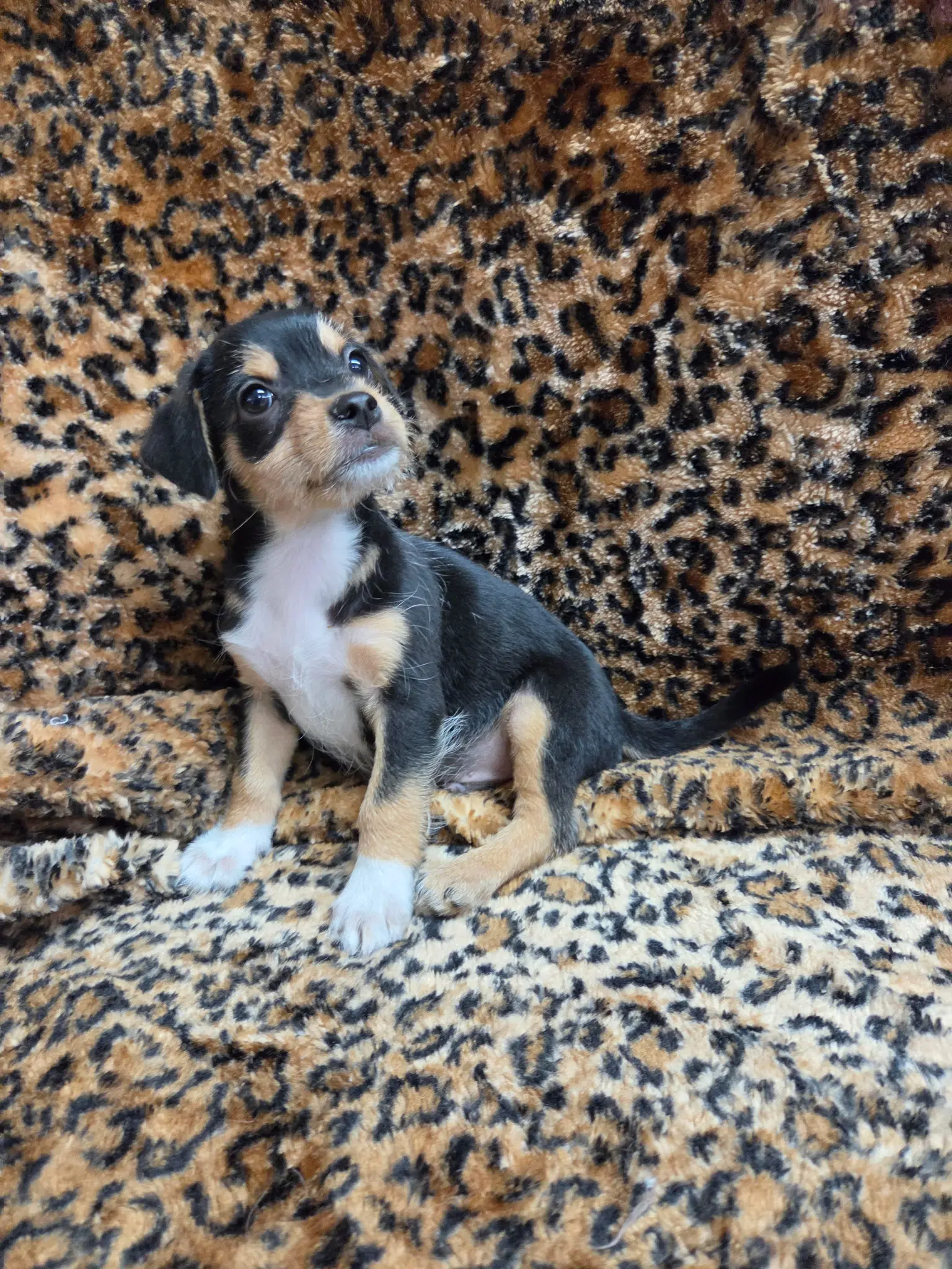 Mozzi - Chihuahua