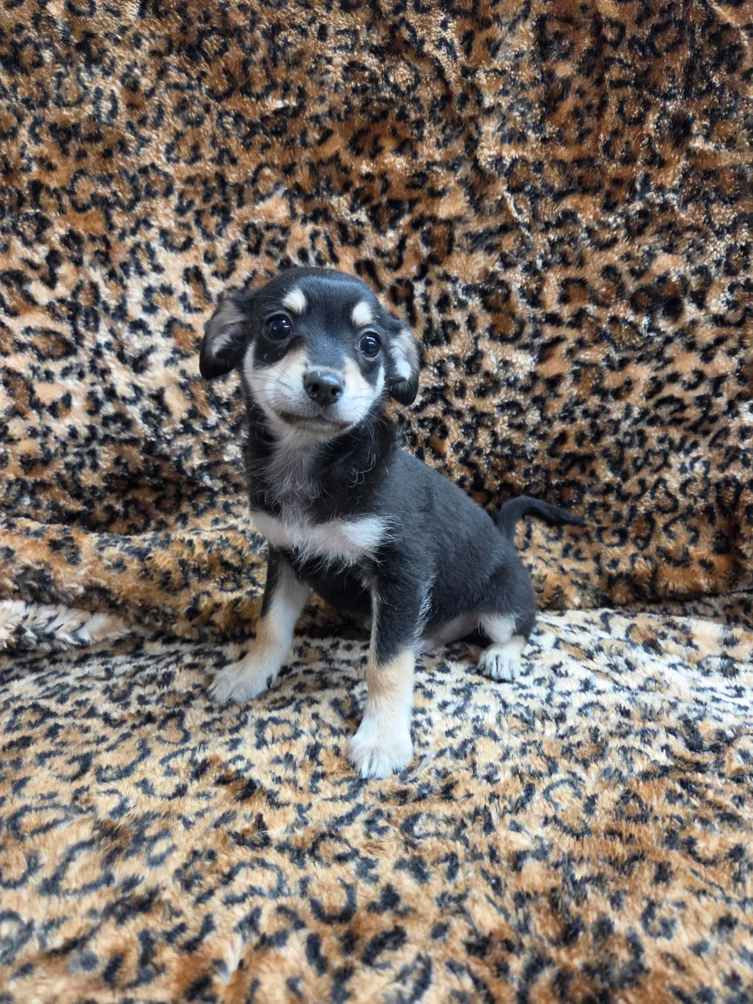 Tate - Chihuahua
