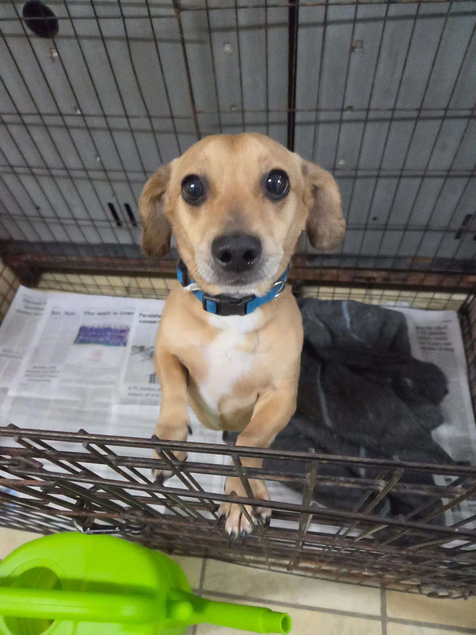 Archie - Chihuahua