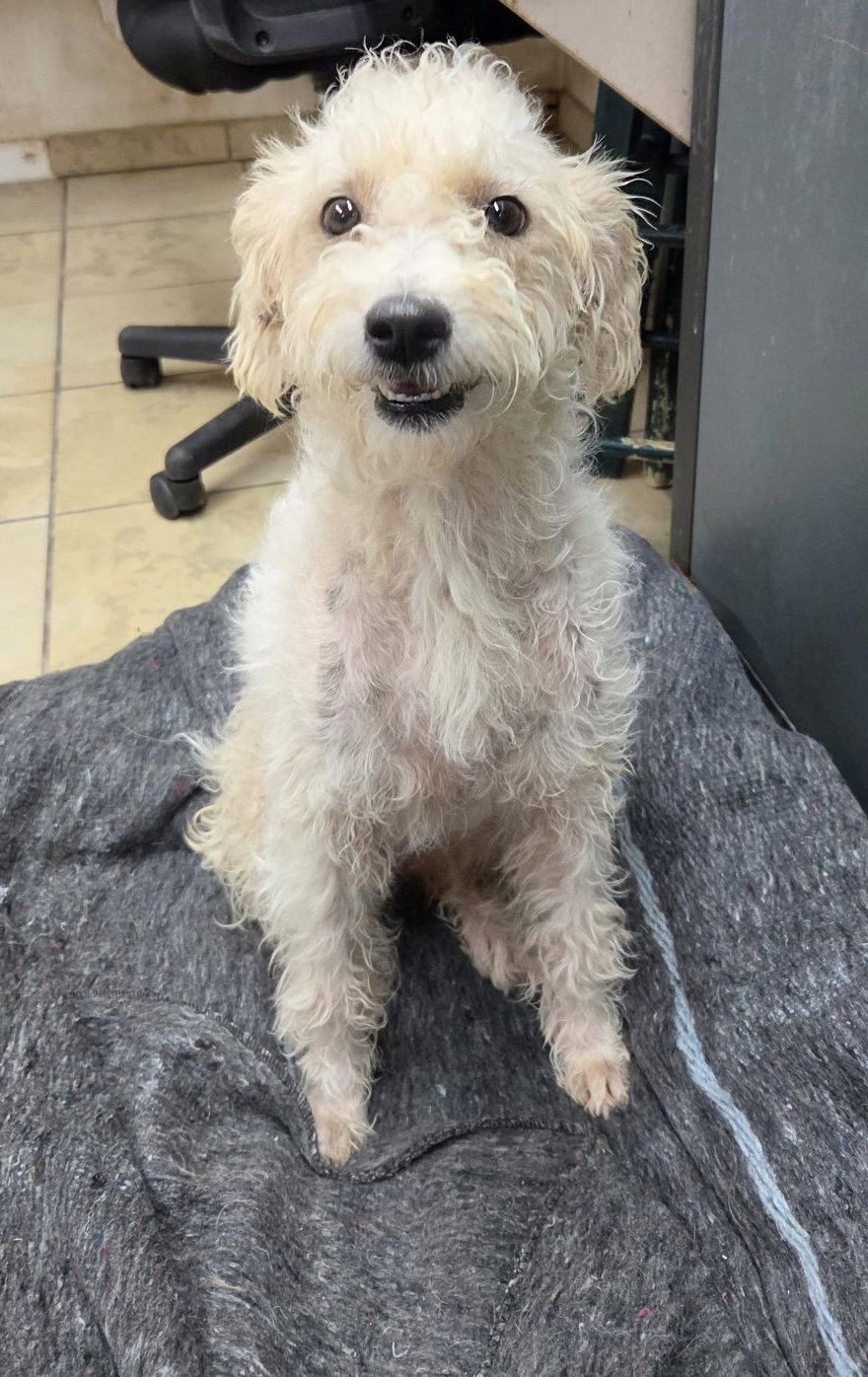 Loretta, Poodle (Miniature)