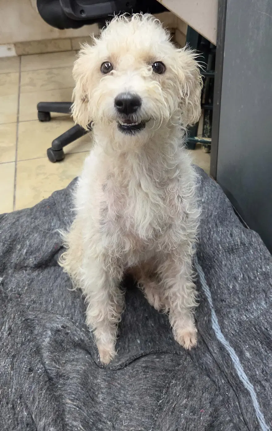 Loretta - Poodle (Miniature)