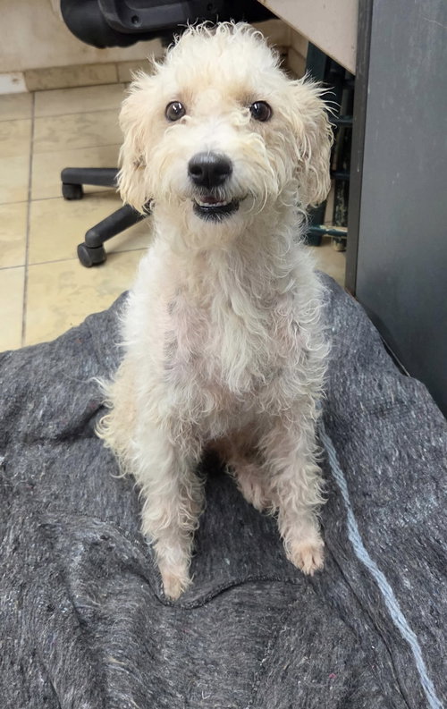 Loretta, a dog for adoption from Humane Society of Imperial Valley
