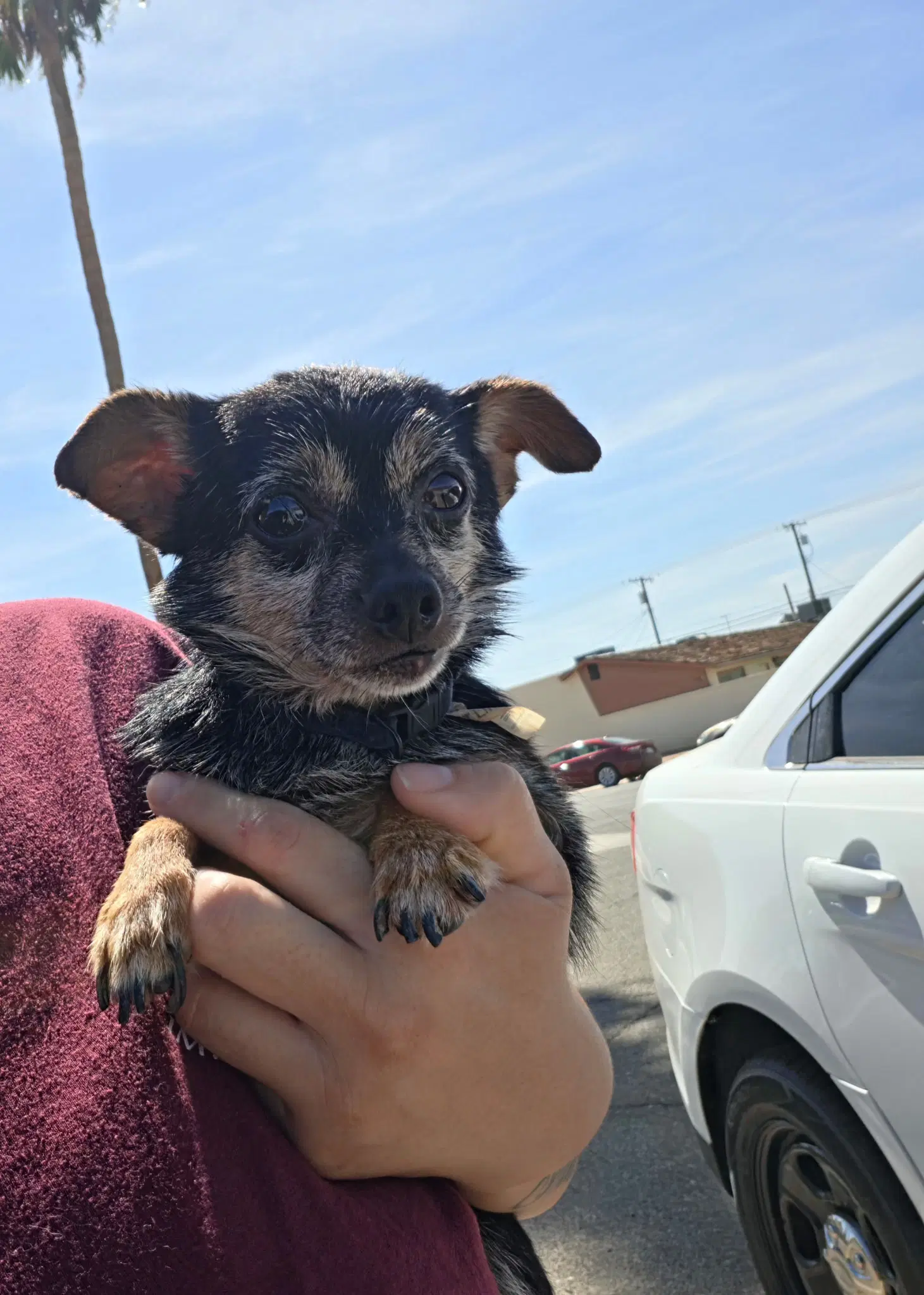 Tiny - Chihuahua
