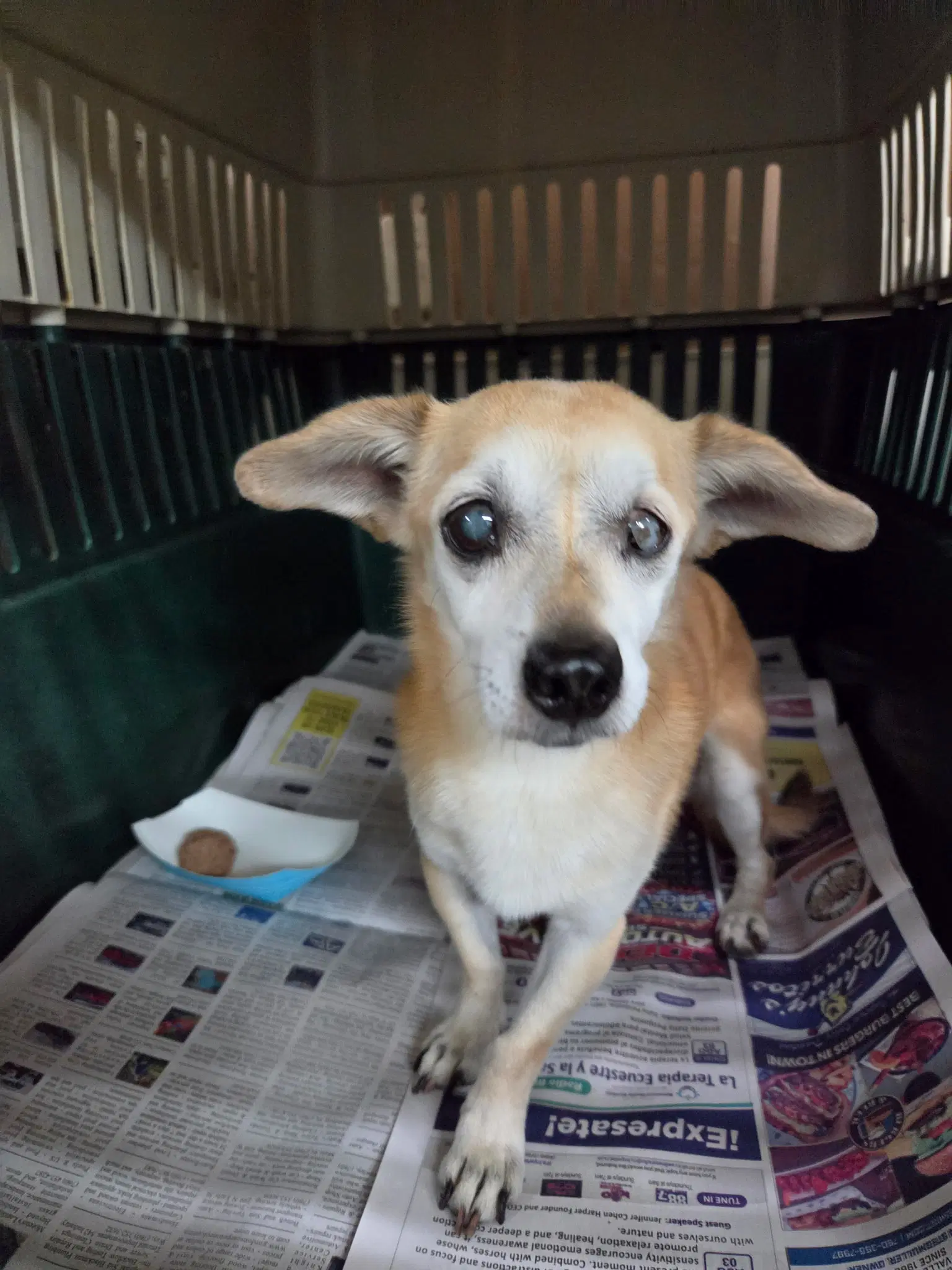 Marbles - Chihuahua