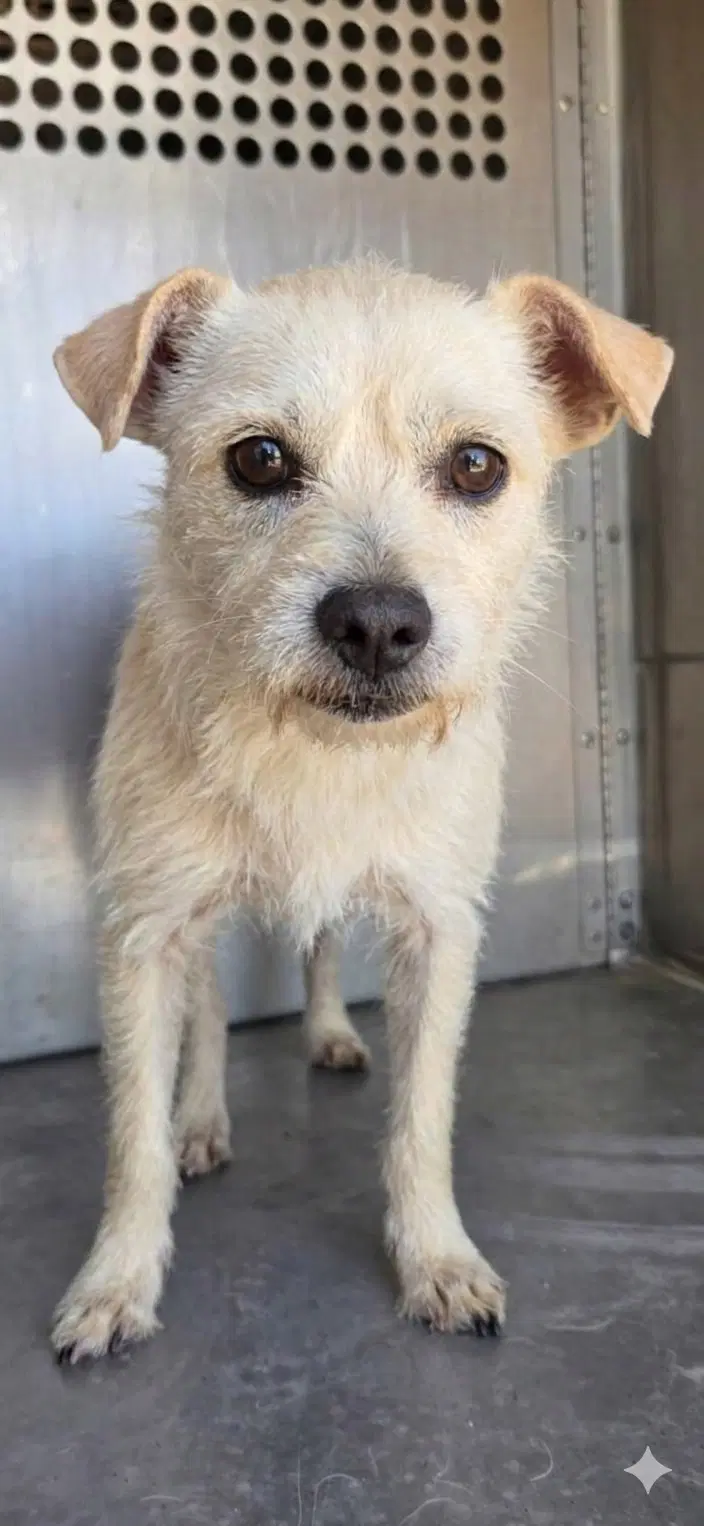 Popote - Terrier
