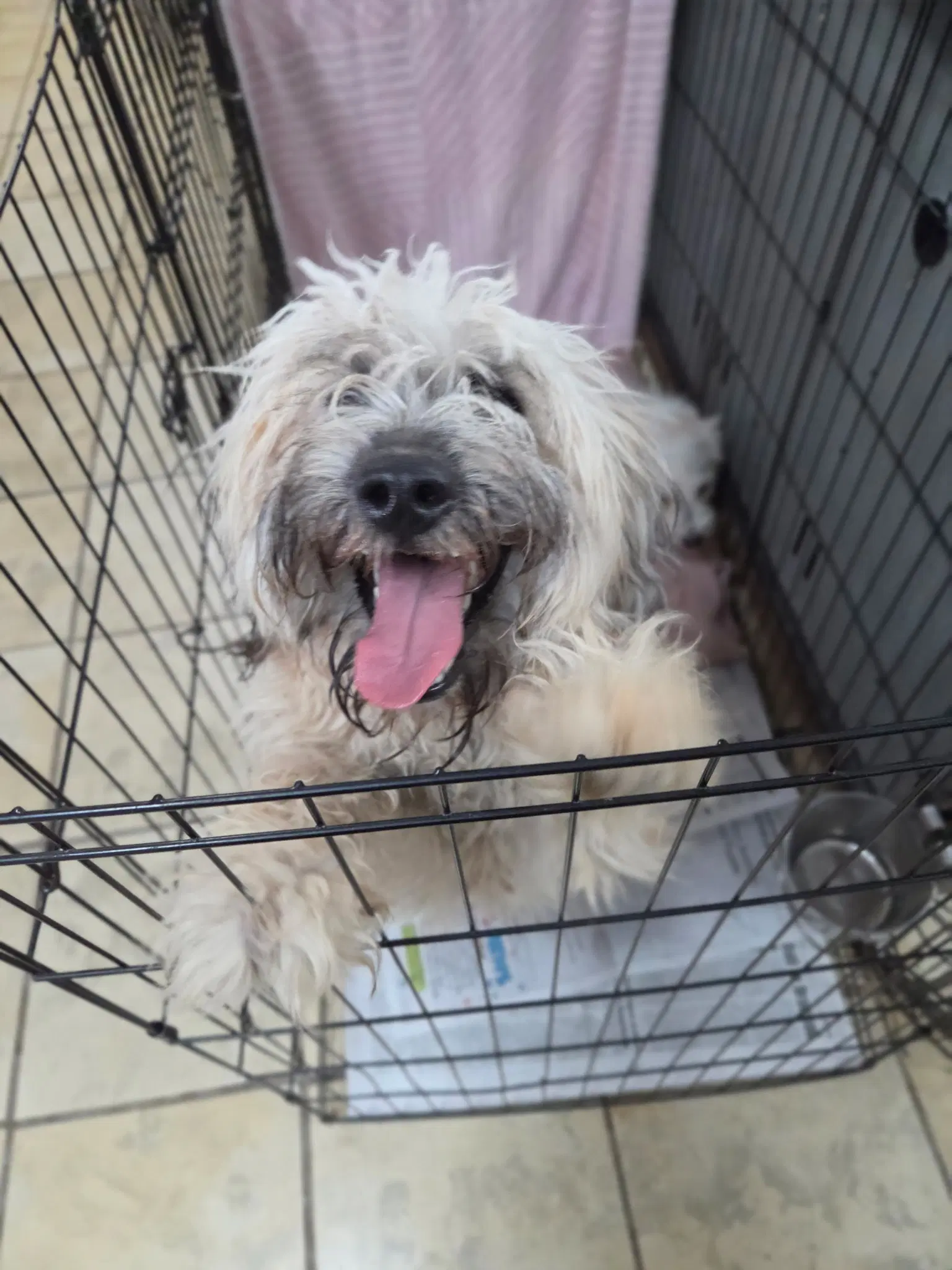 Will Wheaton - Wheaten Terrier