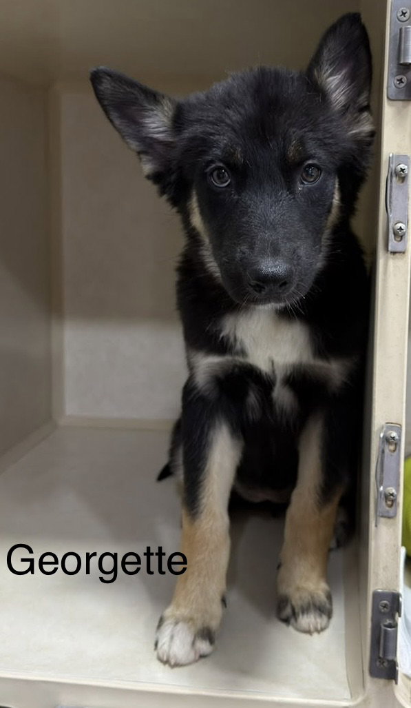 Georgette, German Shepherd Dog