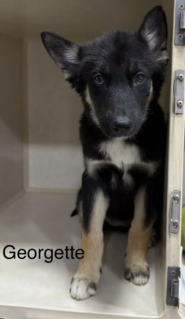 Georgette - German Shepherd Dog