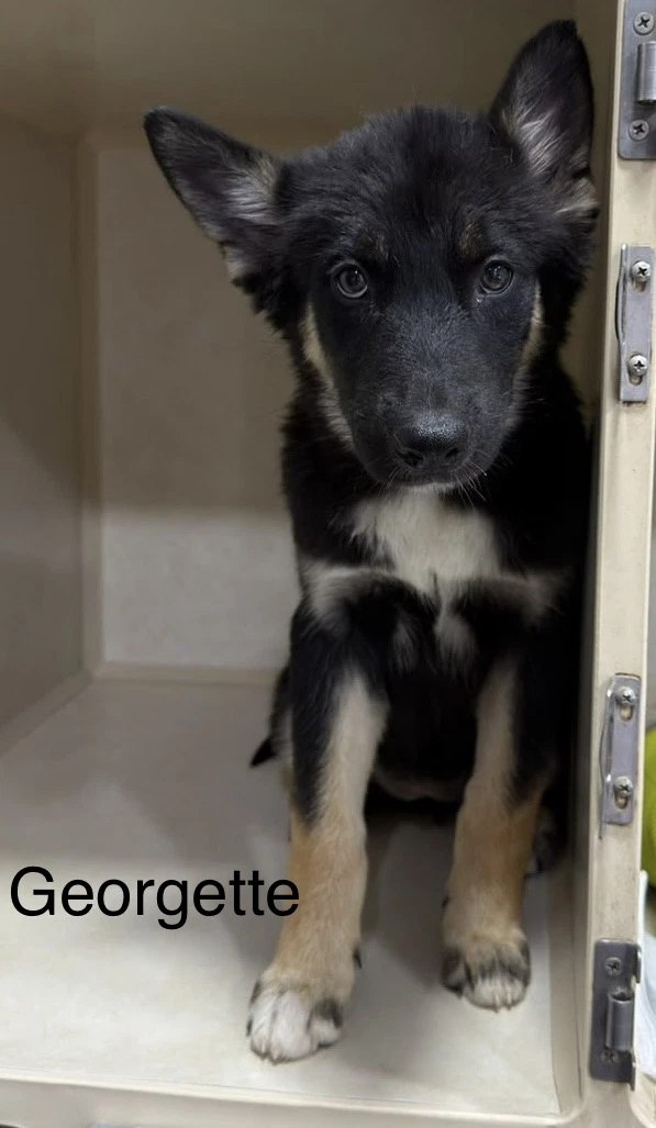 Georgette