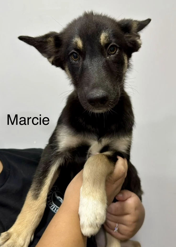 Marcie