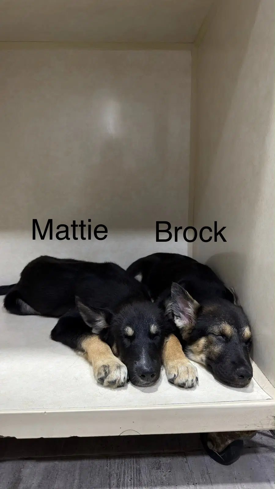 Brock - German Shepherd Dog
