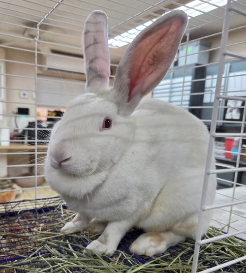 Willow, a rabbit for adoption from Humane Society of Imperial Valley