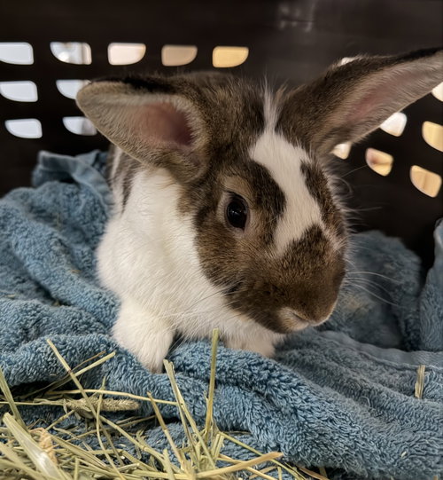 Pudding, a rabbit for adoption from Humane Society of Imperial Valley