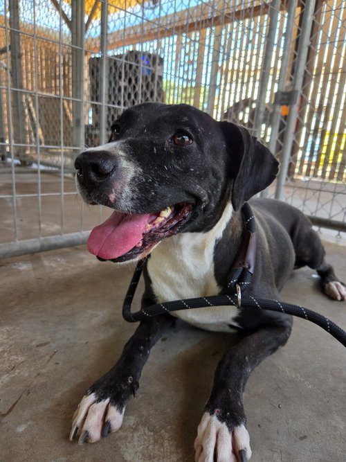 Didi, a dog for adoption from Humane Society of Imperial Valley