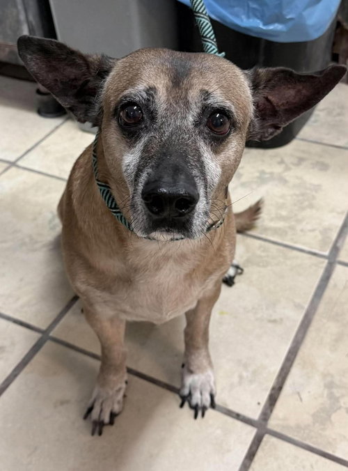 Garth, a dog for adoption from Humane Society of Imperial Valley