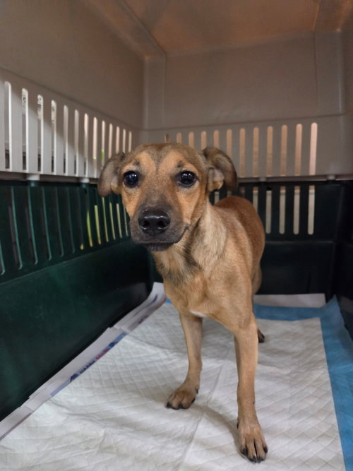 Elton, a dog for adoption from Humane Society of Imperial Valley