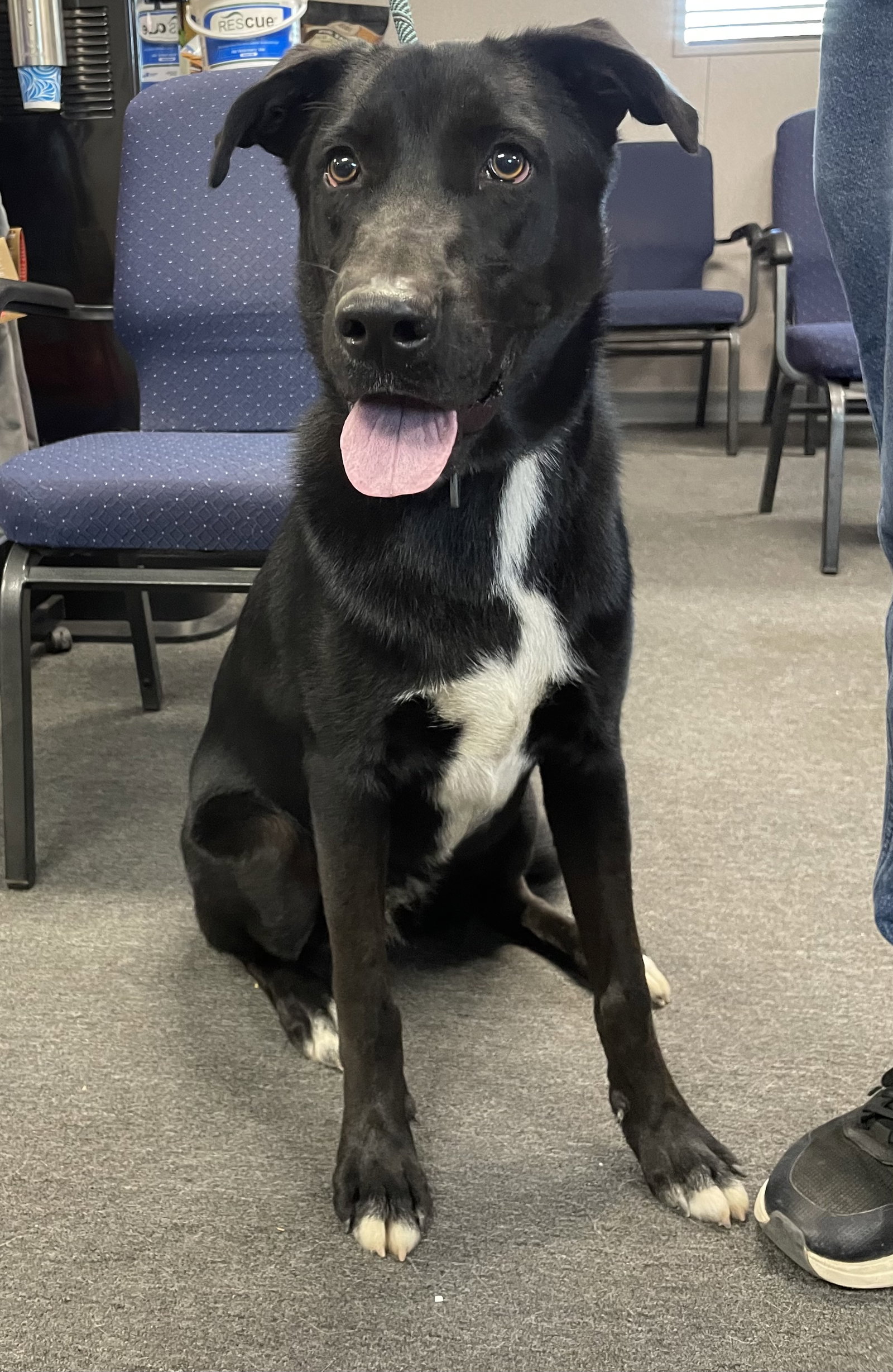 Fig, Labrador Retriever