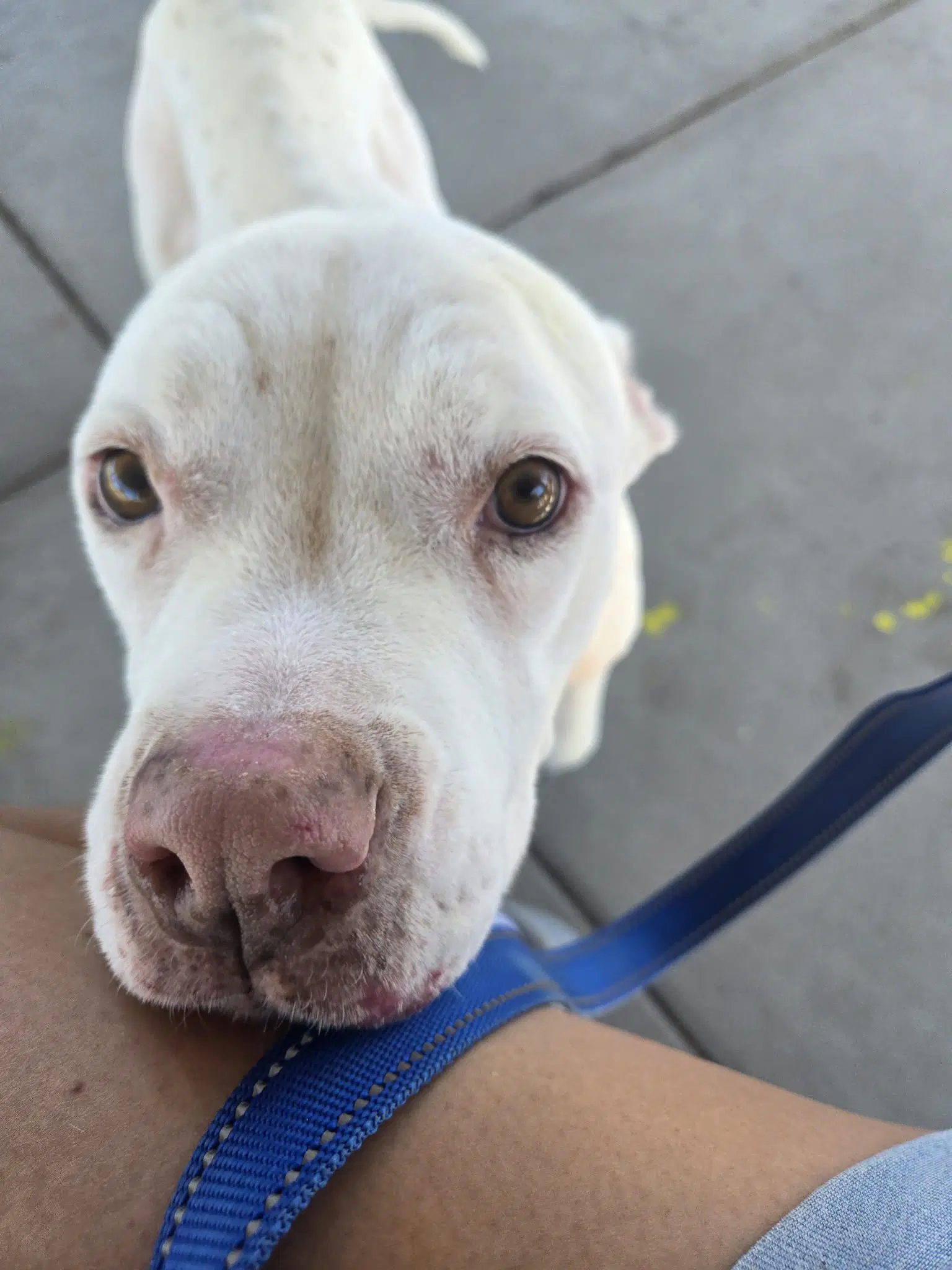 Monet - Pit Bull Terrier