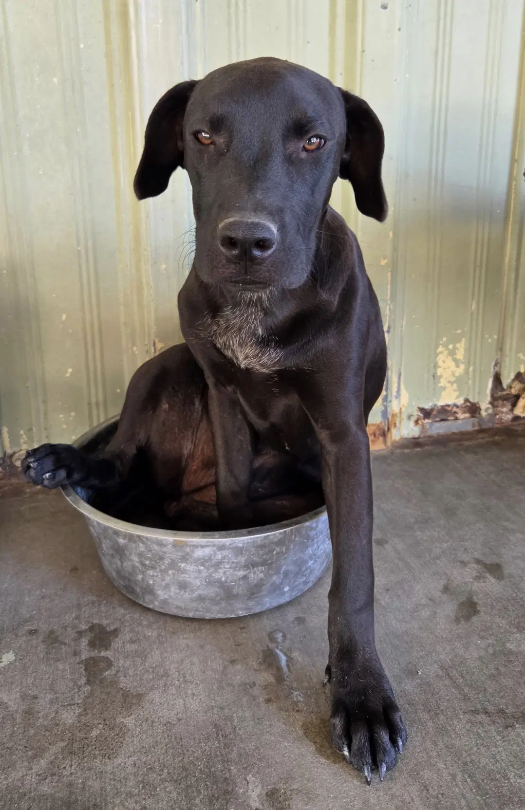 Martha - Labrador Retriever